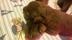 13716047_10208670448892696_9112438337900937963_n