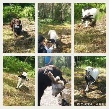 Collage 2017-06-28 09_52_04