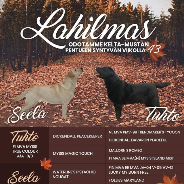 IMG_20180921_193129_637