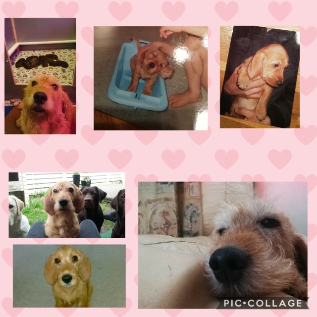 Collage 2019-02-12 19_47_57